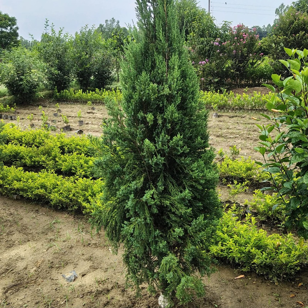 Healthy ornamental conifer plants at Green Care Nursery