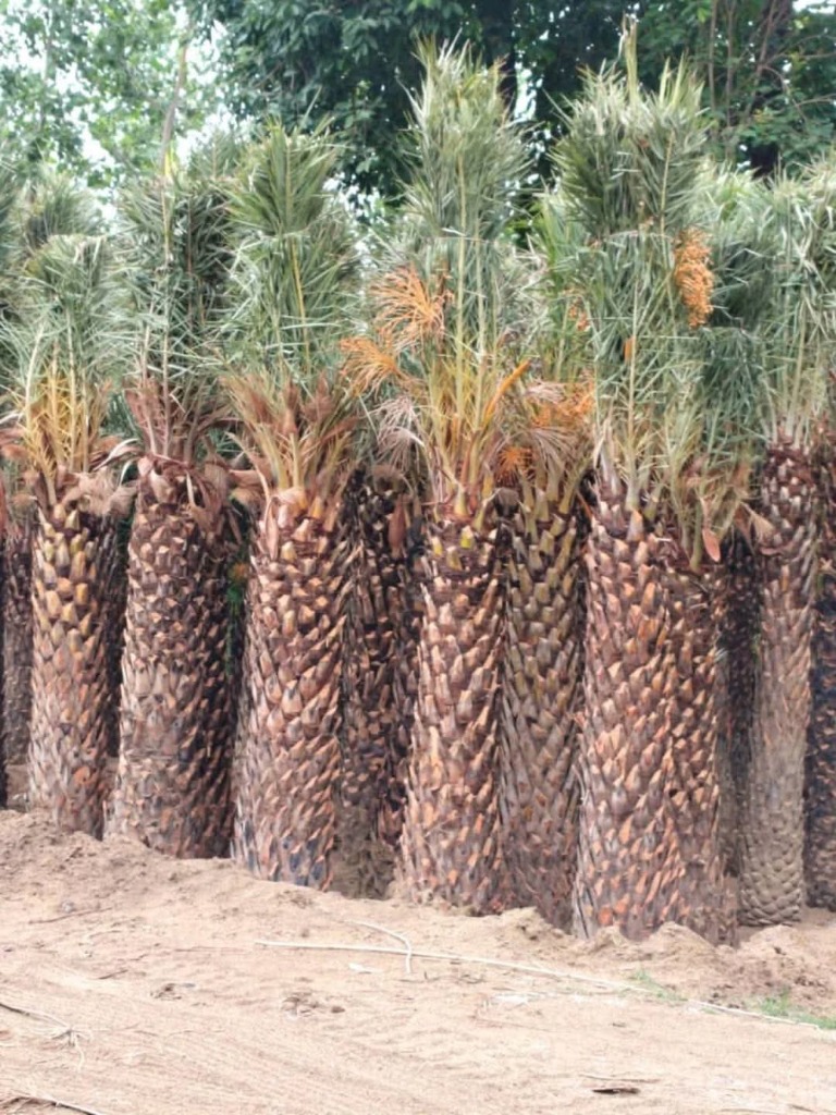 Date Palms