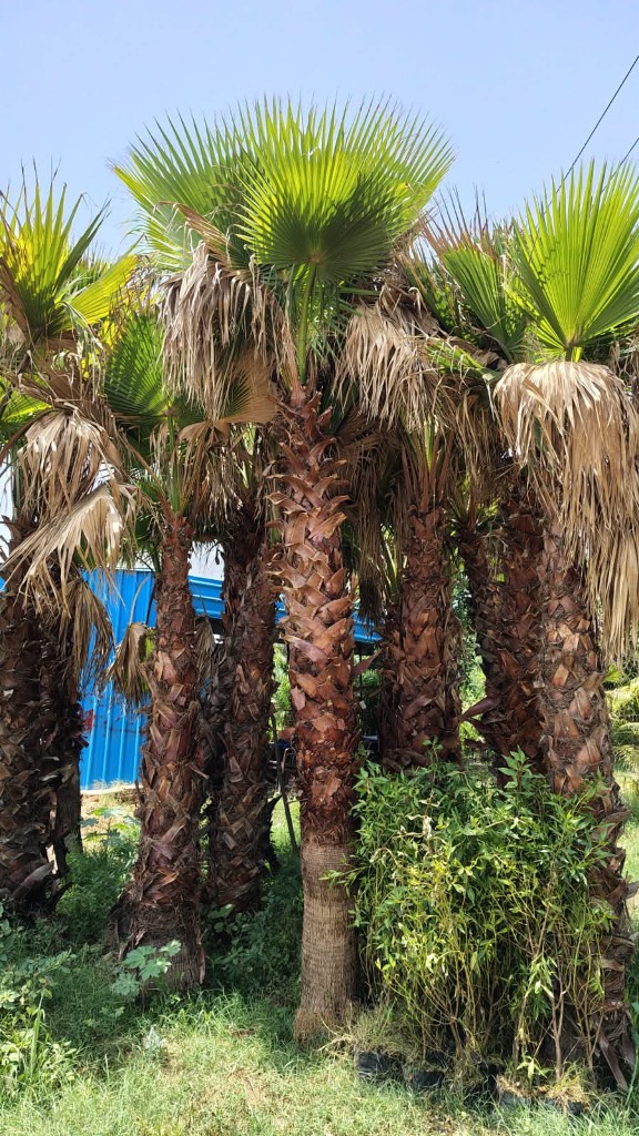 Palm Trees