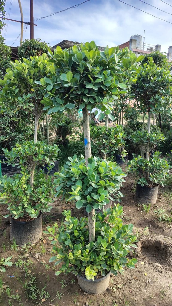 Indoor & Outdoor Plants