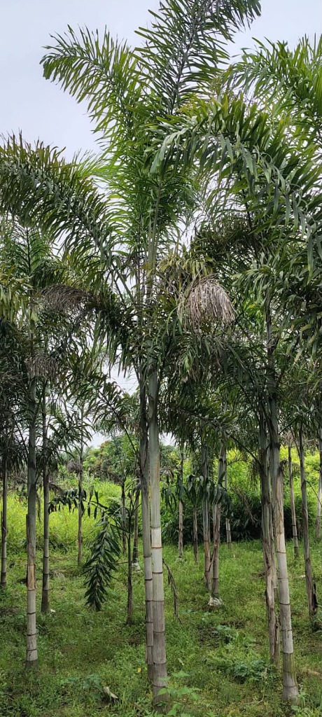 Bamboo Collection