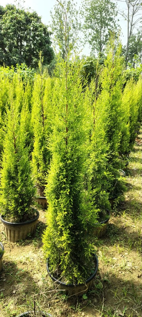Golden Cypress